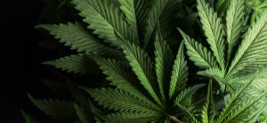 Produit cosmétique : le CBD est un allié de choix pour les peaux les plus sensibles.
