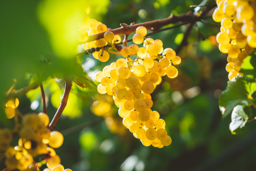 Le raisins et ses co-produits contiennent des principes actifs d’intérêt pour le domaine de la cosmétique.