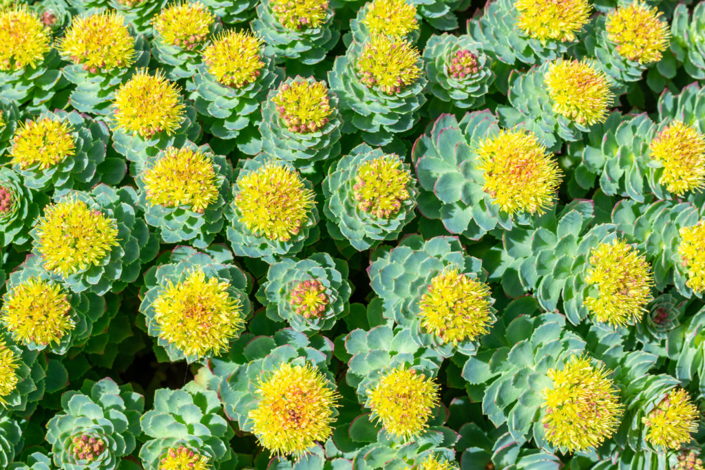 Rhodiola rosea est une espèce très appréciée pour ses propriétés adaptogènes, notamment dans la cosmétique.