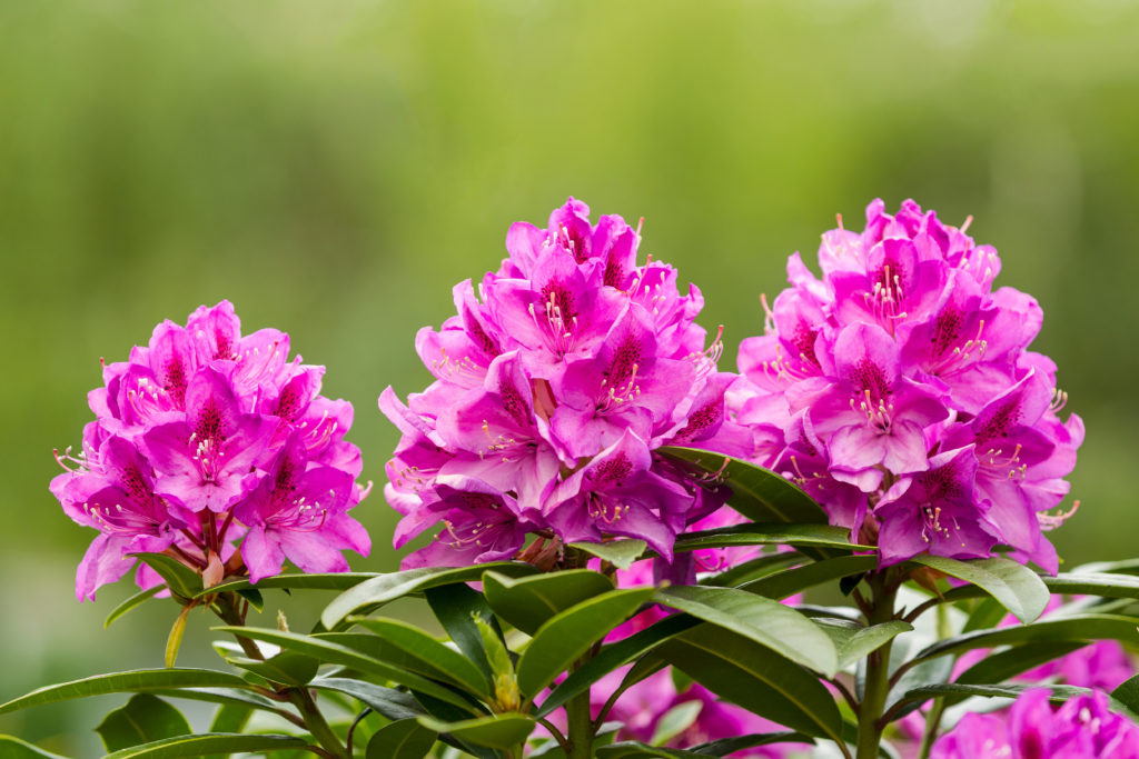 Les fleurs de Rhododendron contiennent des principes actifs anti-âge intéressants pour le domaine de la cosmétique.